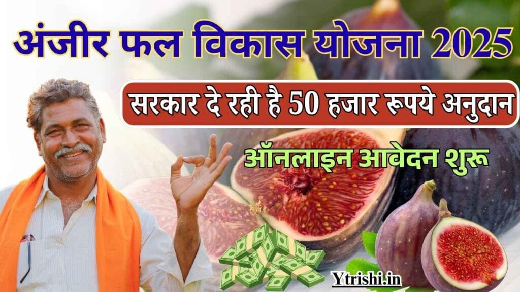 Bihar Anjeer Vikas Yojana 2025