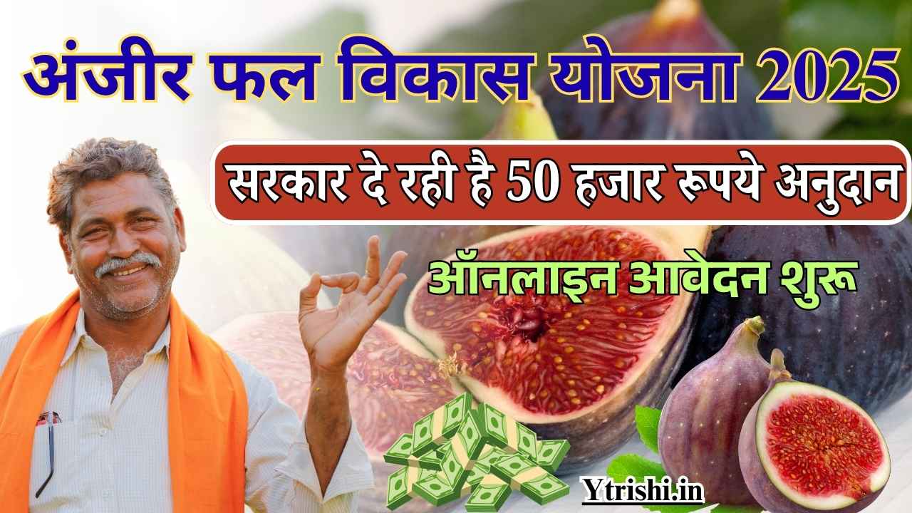 Bihar Anjeer Vikas Yojana 2025